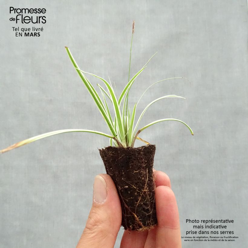Carex oshimensis Everest - Carice giapponese mini zolla... esemplare consegnato in primavera