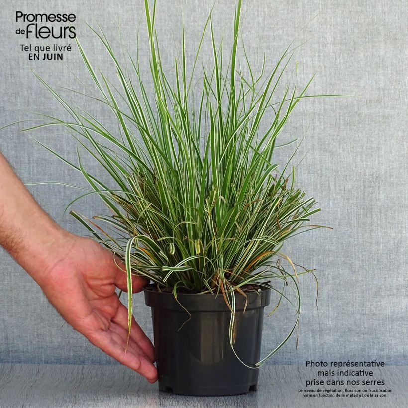 Esemplare di Carex oshimensis Everest - Carice giapponese Vasetto da 8/9 cm consegnato in estate