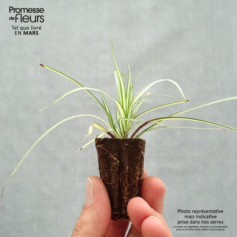 Carex oshimensis Evergold - Carice giapponese mini zolla... esemplare consegnato in primavera