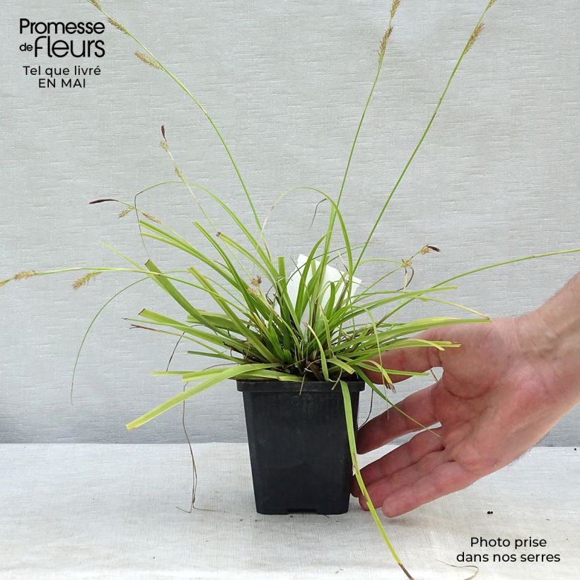 Anthericum ramosum - Lilioasfodelo minore Vasetto da 8/9 cm esemplare consegnato in primavera