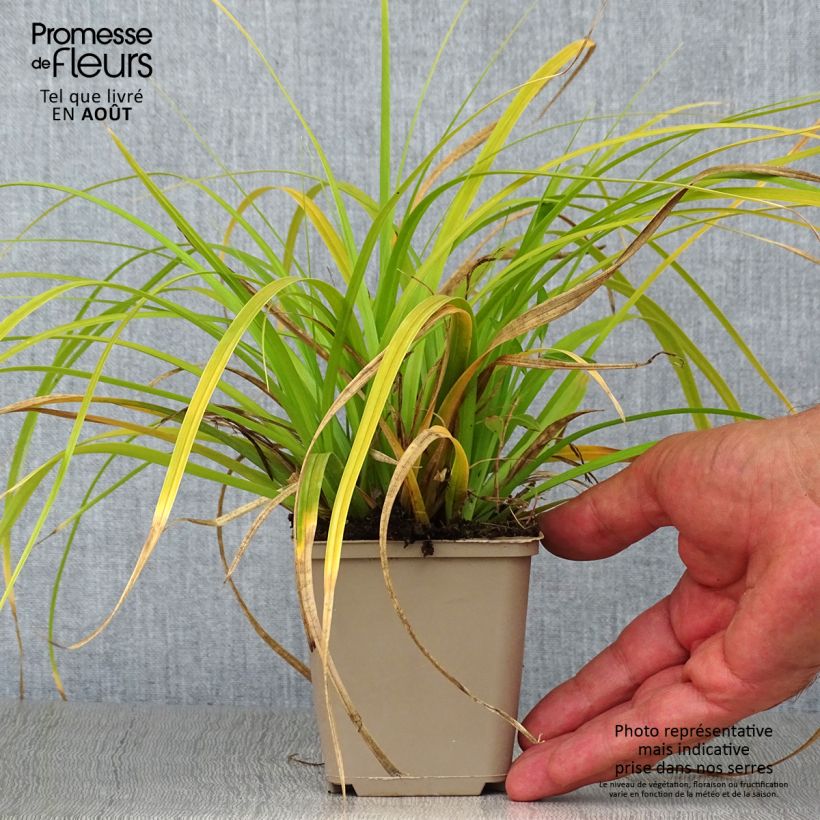 Esemplare di Carex oshimensis Evergreen - Carice giapponese Vasetto da 8/9 cm consegnato in estate