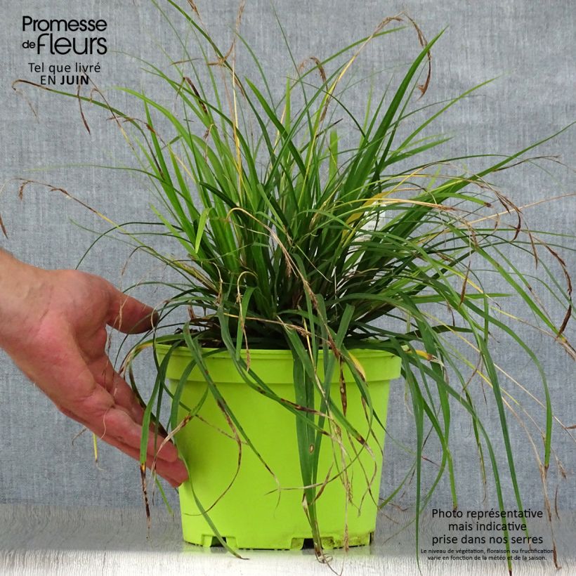 Esemplare di Carex oshimensis Evergreen - Carice giapponese Vaso da 2L/3L consegnato in estate