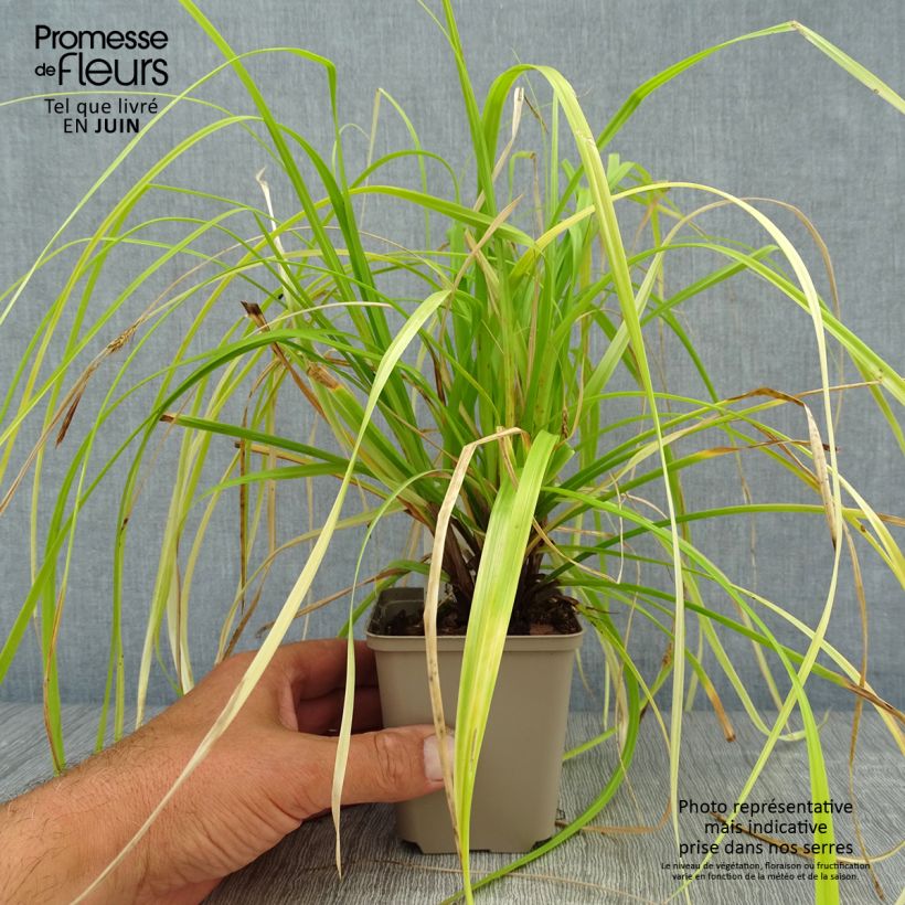 Esemplare di Carex oshimensis Everillo - Carice giapponese Vasetto da 8/9 cm consegnato in estate