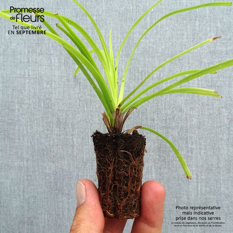 Esemplare di Carex oshimensis Everillo - Carice giapponese mini zolla... come consegnato in autunno
