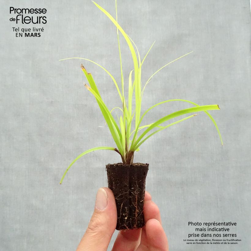 Carex oshimensis Everillo - Carice giapponese mini zolla... esemplare consegnato in primavera