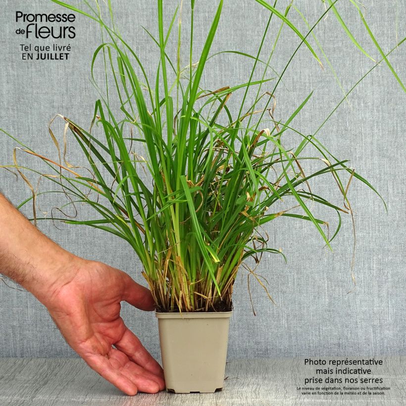 Esemplare di Carex oshimensis EverColor Everlime - Carice giapponese Vasetto da 8/9 cm consegnato in estate