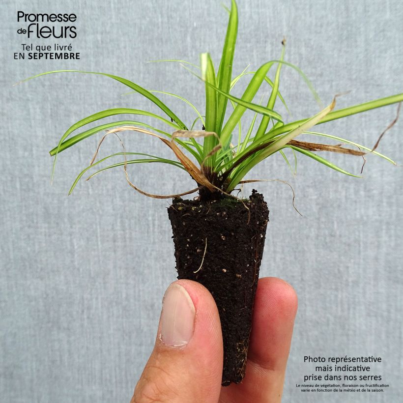 Esemplare di Carex oshimensis EverColor Eversheen - Carice giapponese mini zolla... come consegnato in autunno