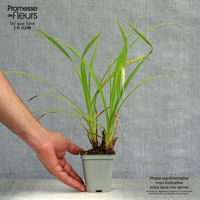 Esemplare di Carex pendula - Carice maggiore Vasetto da 8/9 cm consegnato in estate