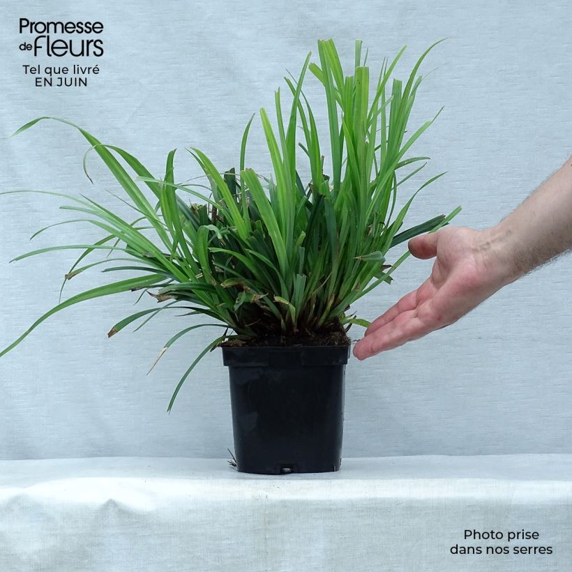 Esemplare di Carex pendula - Carice maggiore Vaso da 2L/3L consegnato in estate
