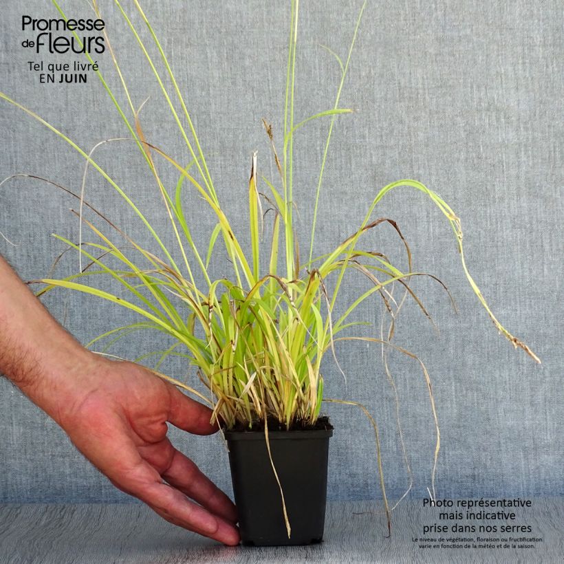 Esemplare di Carex sylvatica Vasetto da 8/9 cm consegnato in estate