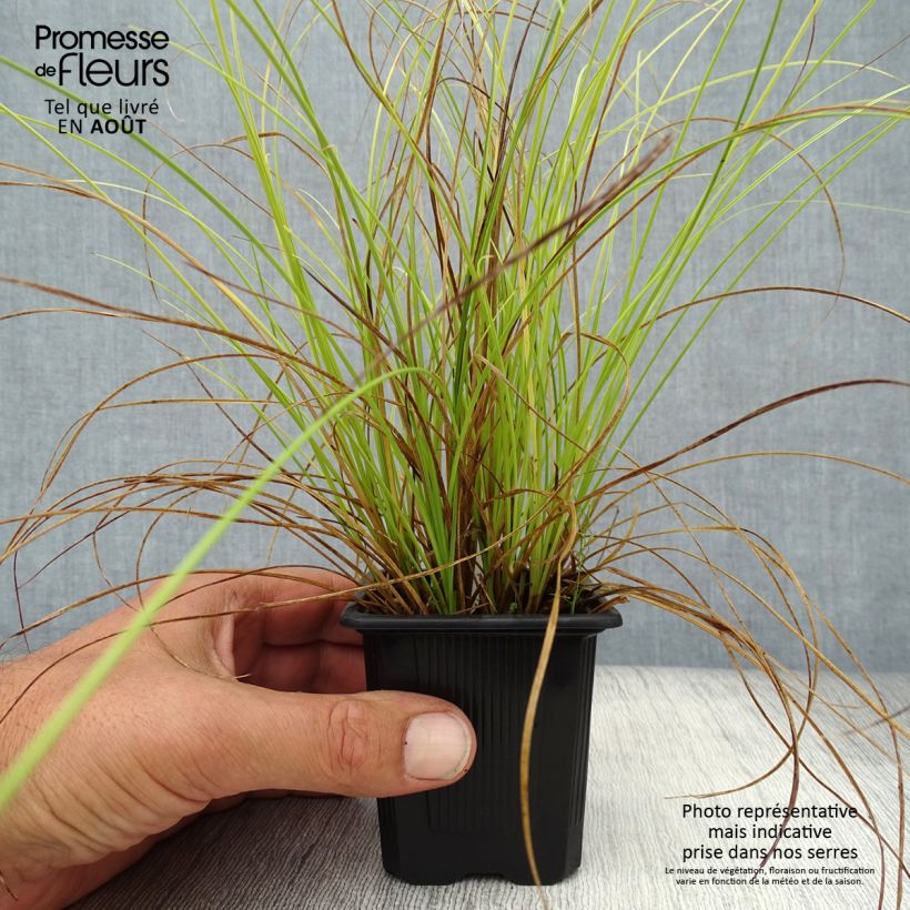 Esemplare di Carex testacea Lime Shine Vasetto da 8/9 cm consegnato in estate