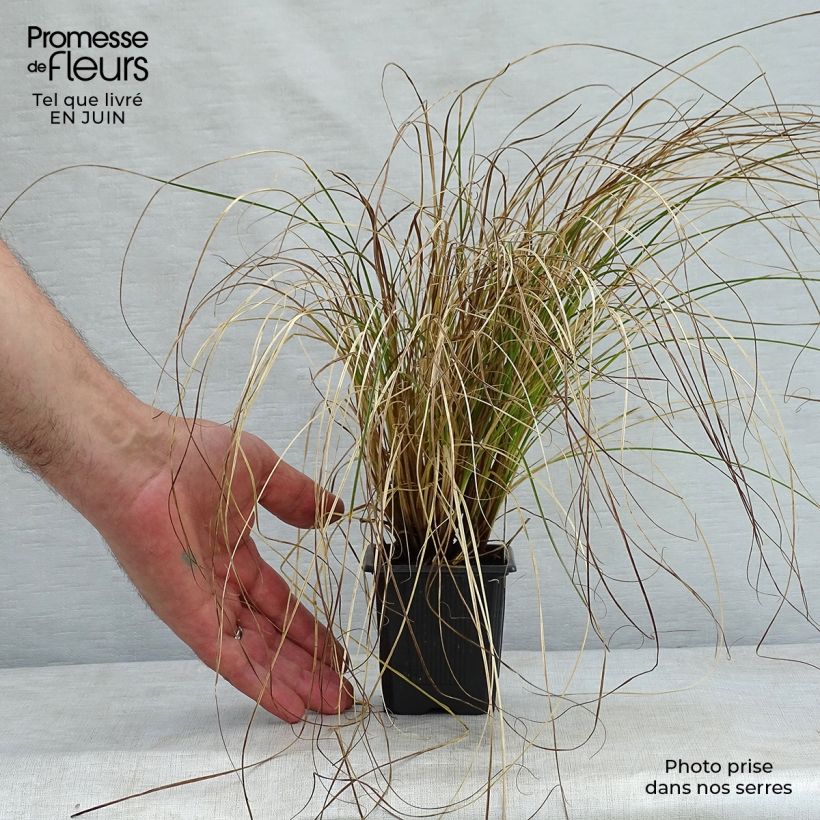 Esemplare di Carex testacea Prairie Fire Vasetto da 8/9 cm consegnato in estate