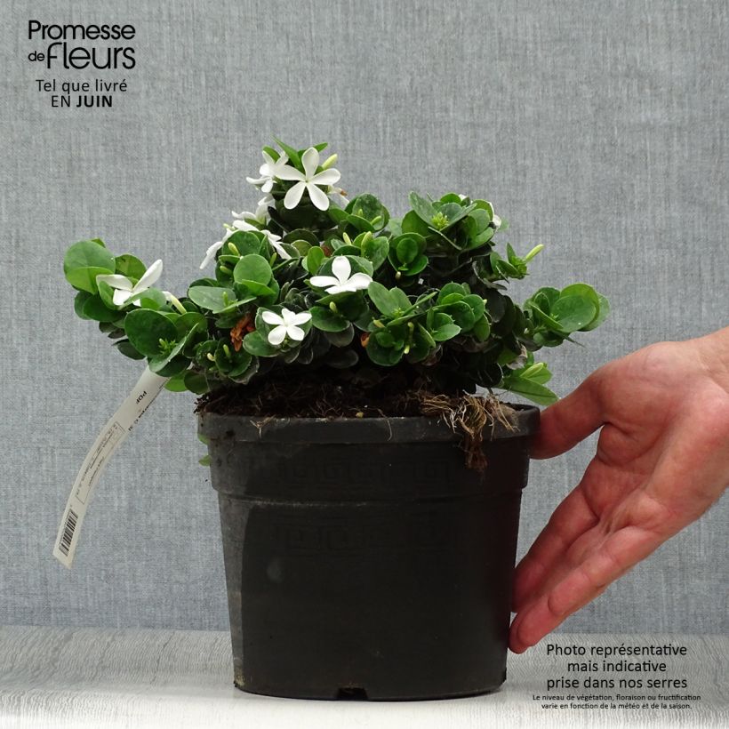 Esemplare di Carissa macrocarpa - Prugna del Natal Vaso da 2L/3L consegnato in estate