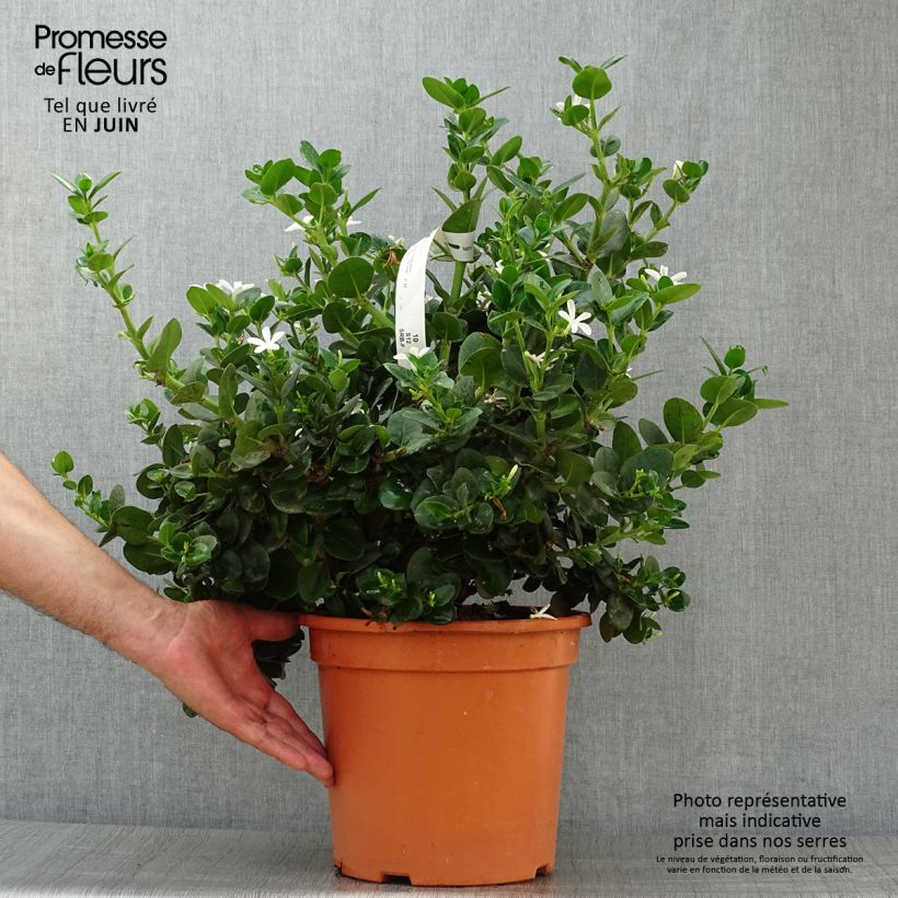 Esemplare di Carissa macrocarpa - Prugna del Natal Vaso da 7,5L/10L consegnato in estate