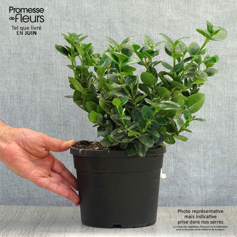 Esemplare di Carissa macrocarpa Prostrata - Prugna del Natal Vaso da 3L/4L consegnato in estate