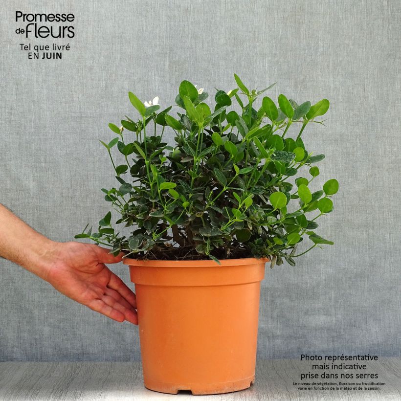 Esemplare di Carissa macrocarpa Prostrata - Prugna del Natal Vaso da 7,5L/10L consegnato in estate