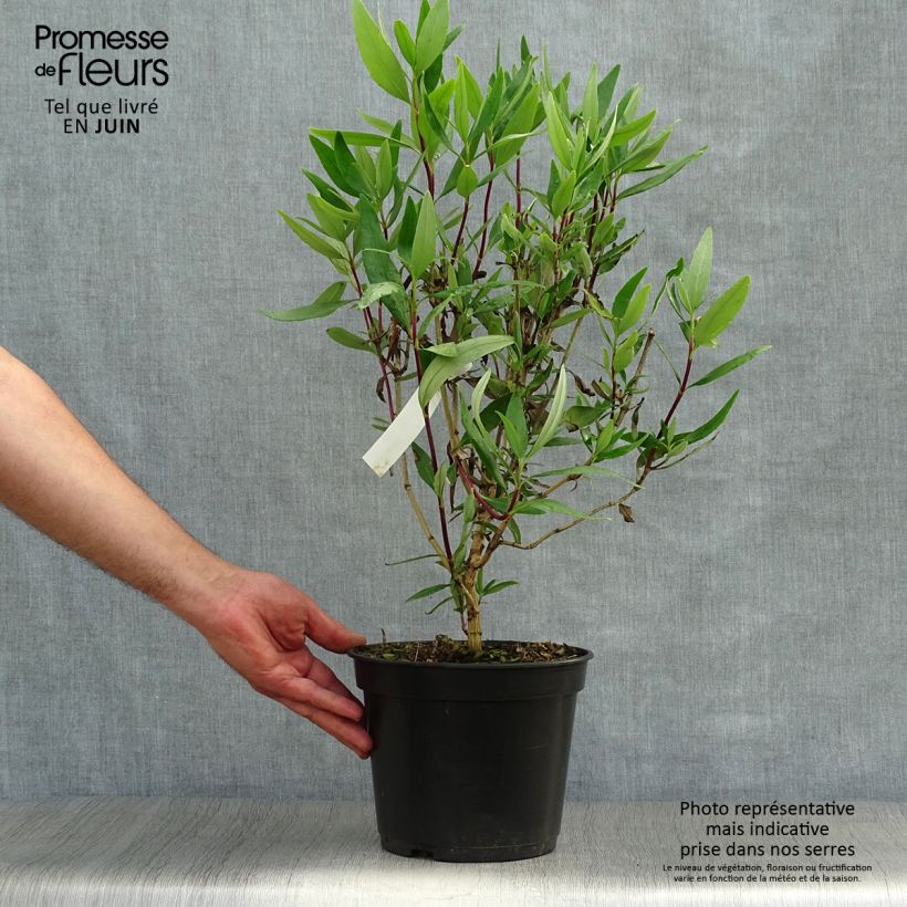 Esemplare di Carpenteria californica Bodnant Vaso da 3L/4L consegnato in estate