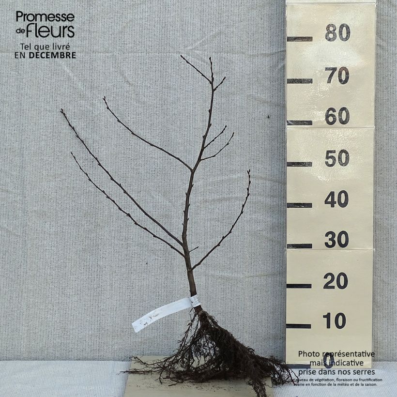 Carpinus betulus - Carpino bianco Piante piccole a radice nudaAltezza consegnata circa 40/60cm esemplare consegnato in inverno