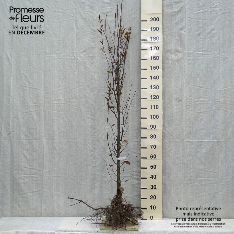 Carpinus betulus Fastigiata - Carpino bianco Piante piccole a radice nuda esemplare consegnato in inverno