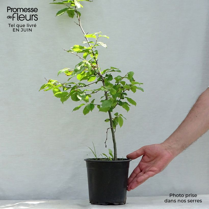 Esemplare di Carpinus betulus - Carpino bianco Vaso da 2L/3L consegnato in estate