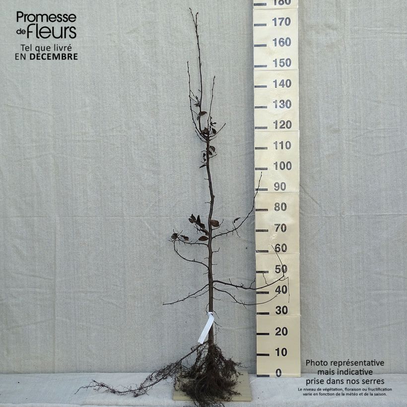 Carpinus betulus - Carpino bianco Piante piccole a radice nuda esemplare consegnato in inverno