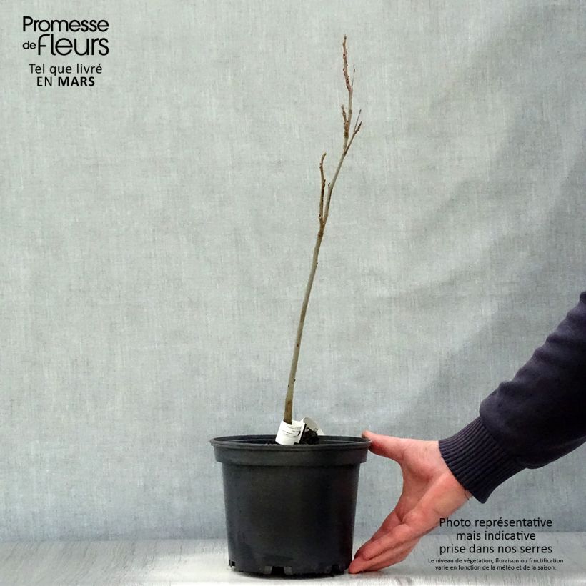 Carya illinoinensis - Pecan Vaso da 3L/4L esemplare consegnato in primavera
