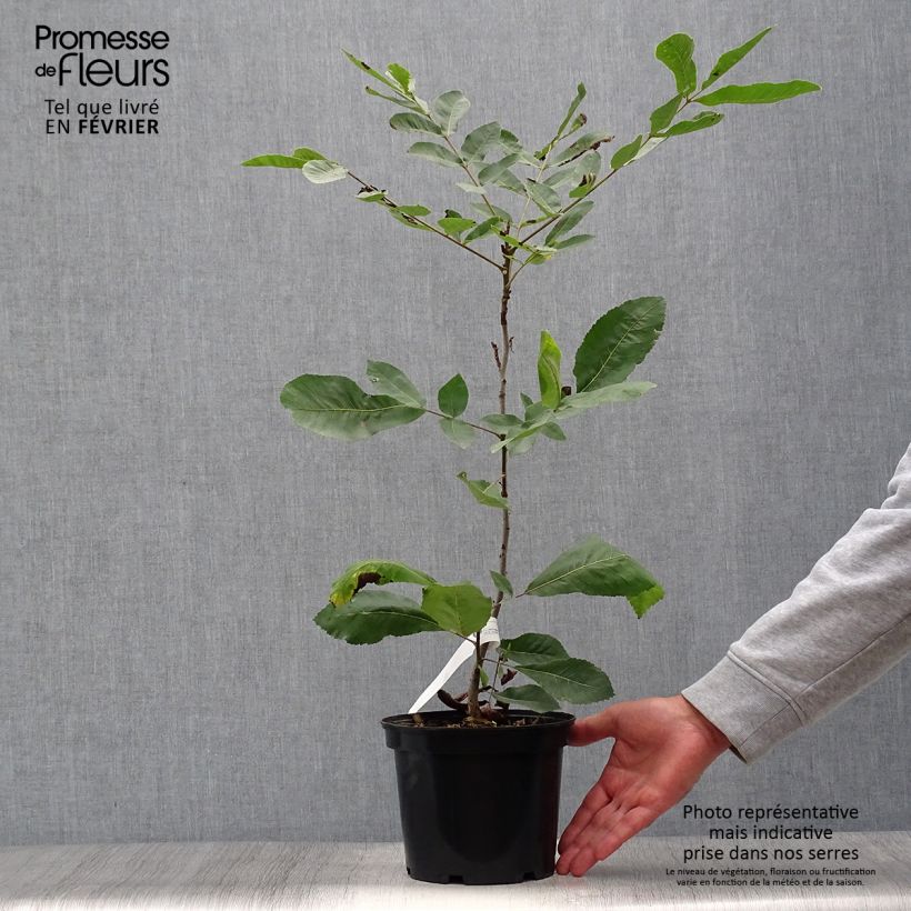 Esemplare di Carya illinoinensis - Pecan Vaso da 3L/4L come consegnato in autunno