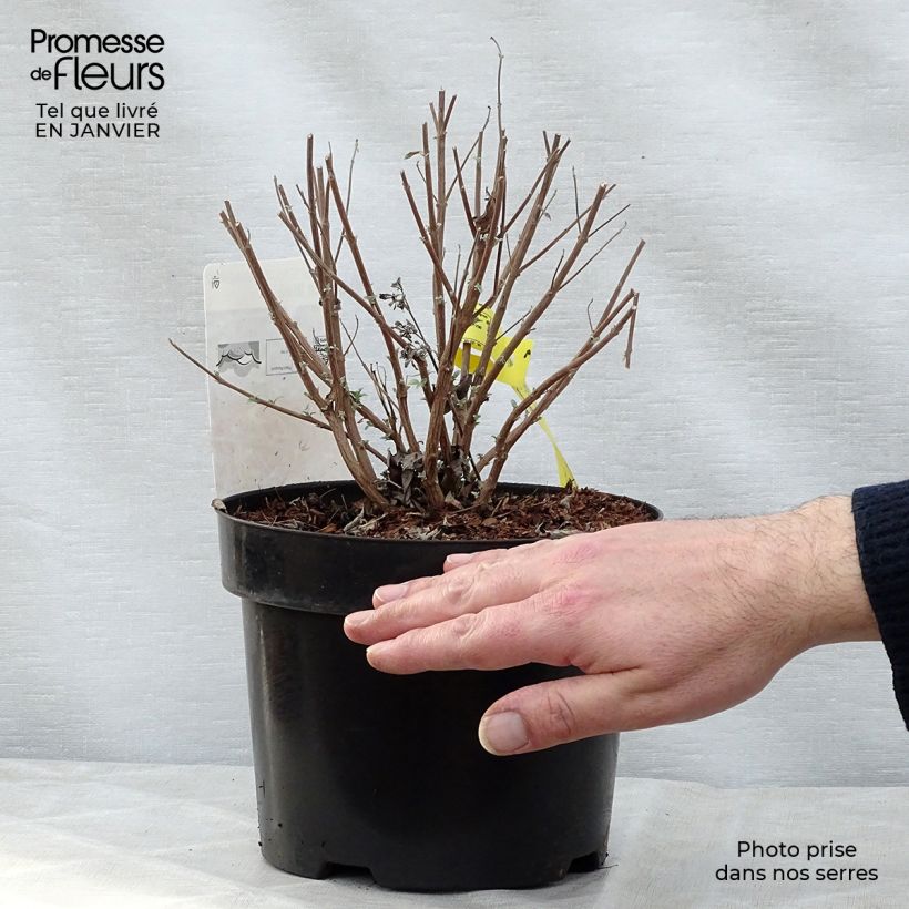 Caryopteris clandonensis Petit Bleu Vaso da 3L/4L esemplare consegnato in inverno