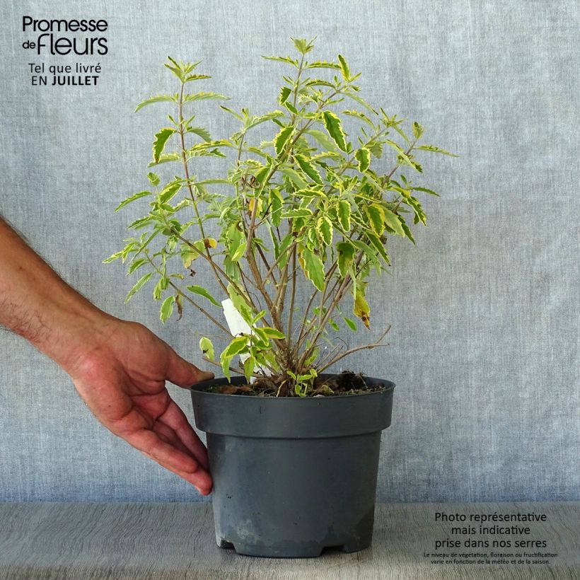 Esemplare di Caryopteris clandonensis Summer Sorbet Vaso da 3L/4L consegnato in estate