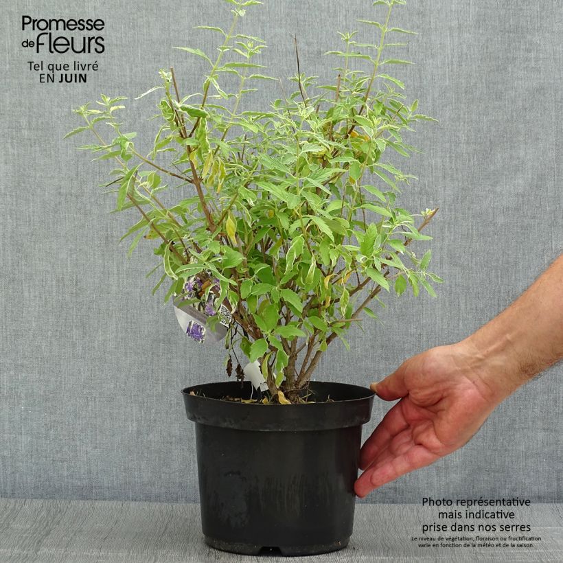 Esemplare di Caryopteris clandonensis White Surprise Vaso da 2L/3L consegnato in estate