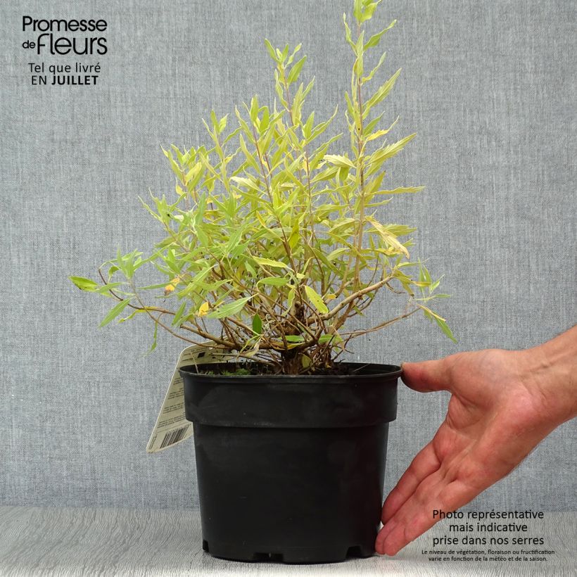 Esemplare di Caryopteris clandonensis Worcester Gold Vaso da 2L/3L consegnato in estate