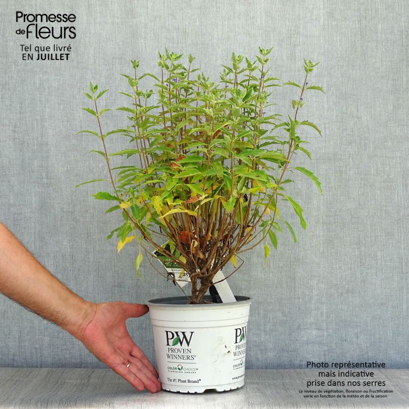 Esemplare di Caryopteris clandonensis Beyond Midnight Vaso da 3L/4L consegnato in estate