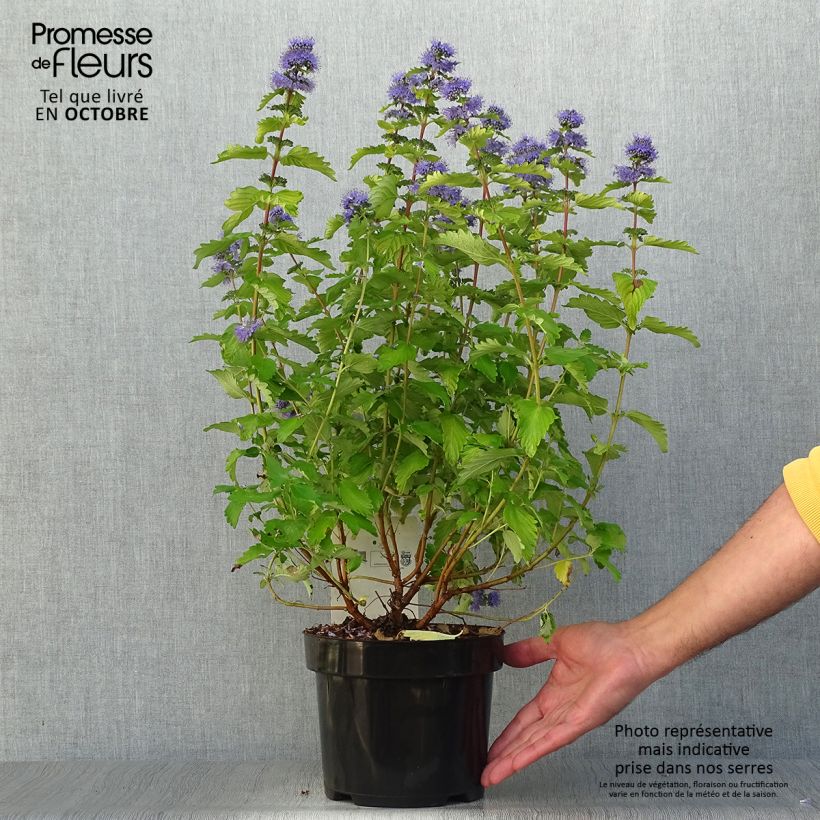 Esemplare di Caryopteris clandonensis Good as Gold Vaso da 2L/3L come consegnato in autunno