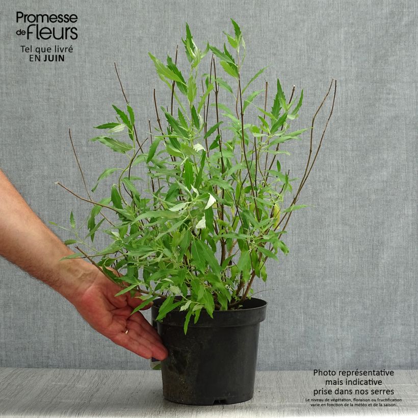 Esemplare di Caryopteris clandonensis Heavenly Blue Vaso da 2L/3L consegnato in estate
