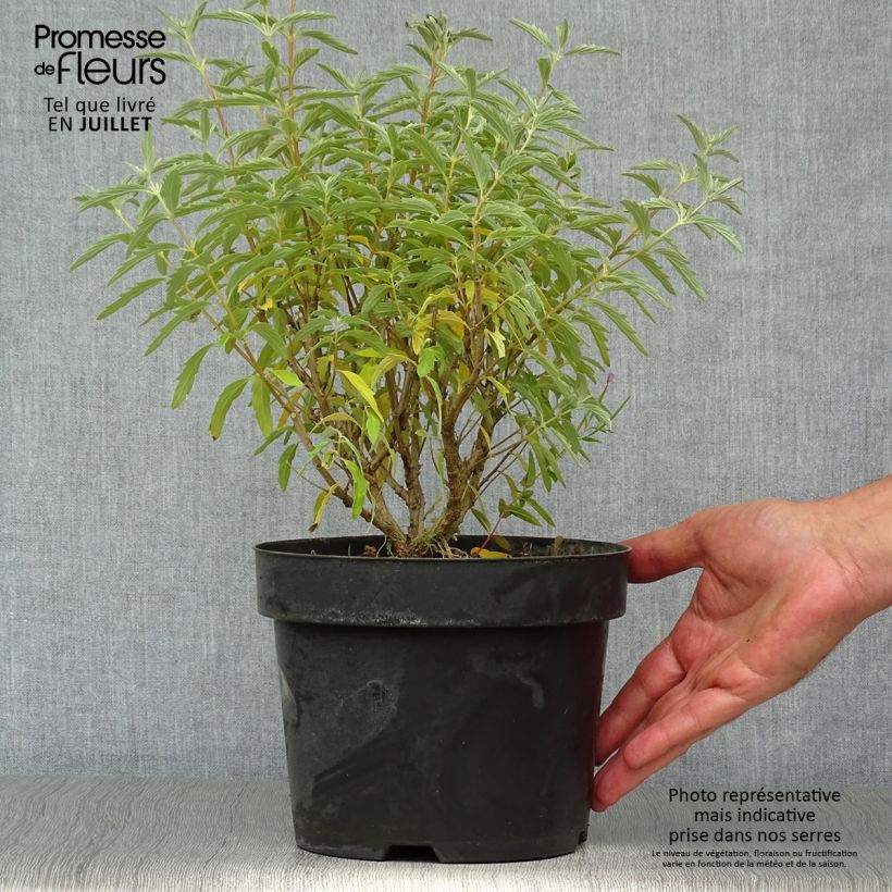 Esemplare di Caryopteris clandonensis Pink Perfection Vaso da 2L/3L consegnato in estate
