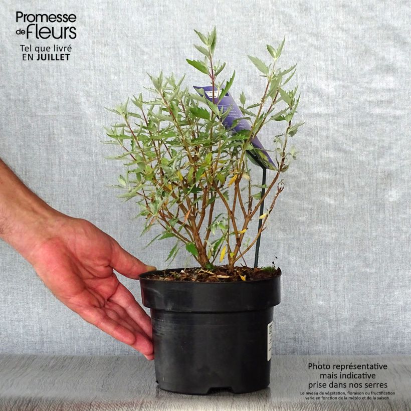 Esemplare di Caryopteris clandonensis Sterling silver Vaso da 2L/3L consegnato in estate
