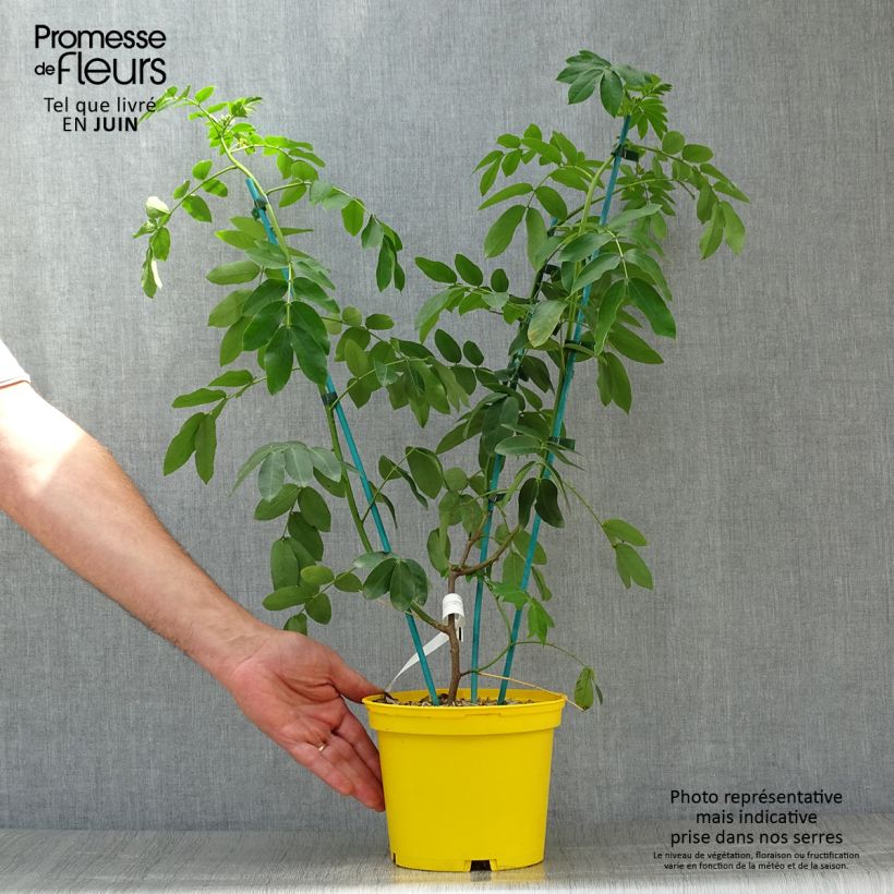 Esemplare di Cassia floribunda Vaso da 2L/3L consegnato in estate