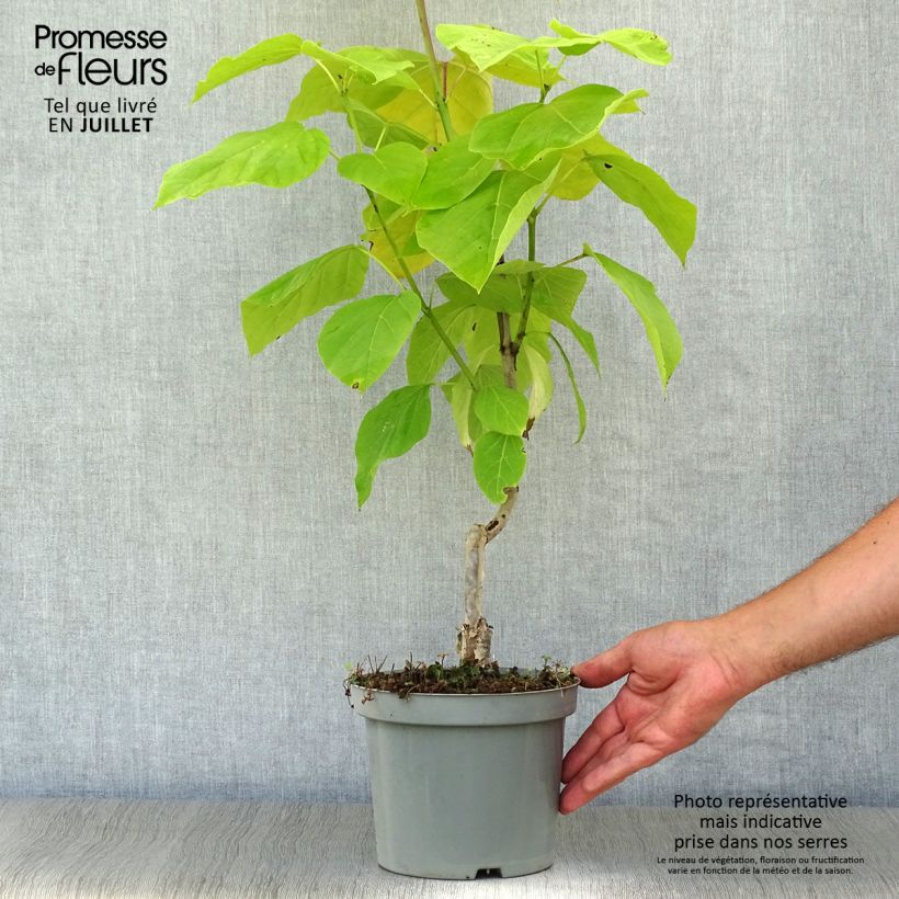 Esemplare di Catalpa bignonioides Aurea - Albero dei sigari Vaso da 2L/3L consegnato in estate