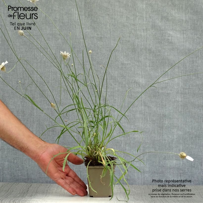 Esemplare di Catananche caerulea Alba - Cupidone azzurro Vasetto da 8/9 cm consegnato in estate