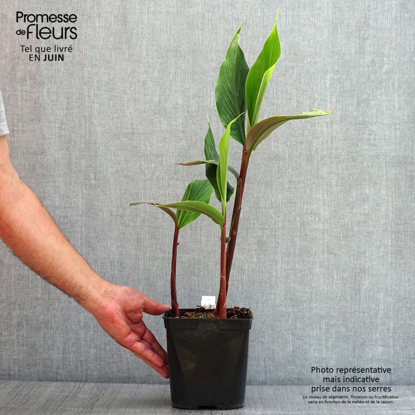Esemplare di Cautleya spicata Robusta Vaso da 2L/3L consegnato in estate