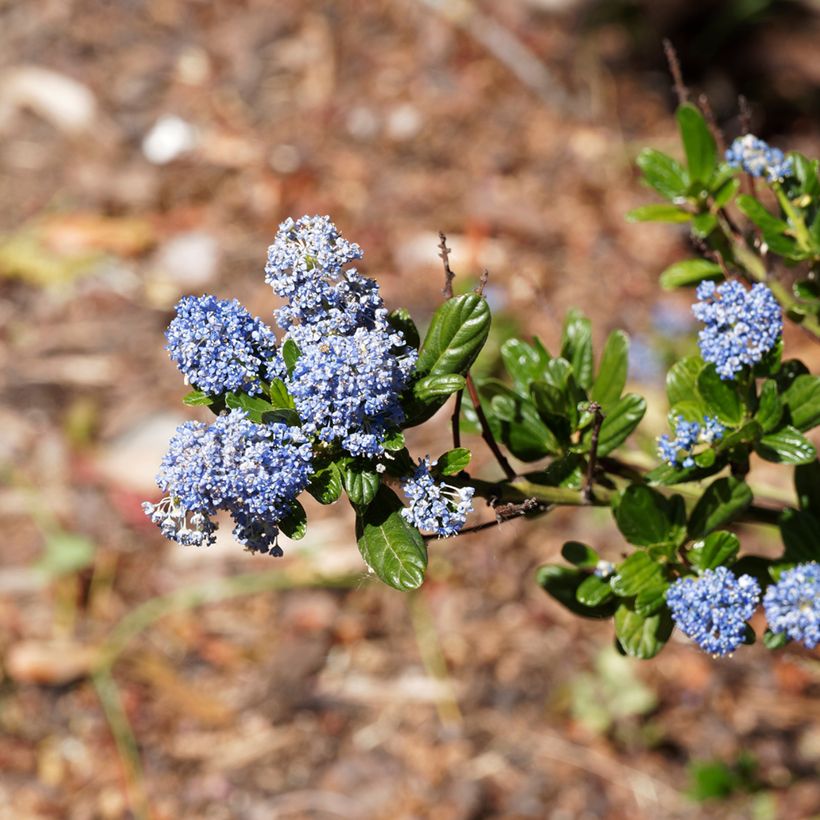 Ceanothus thyrsiflorus var. repens Blue Sapphire (Fioritura)