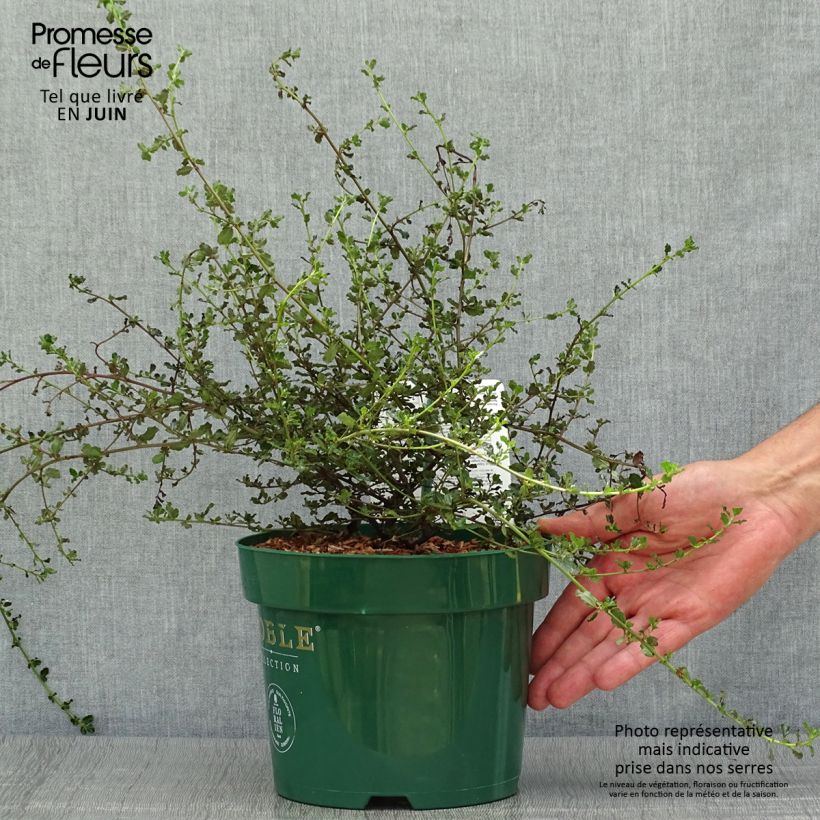 Esemplare di Ceanothus thyrsiflorus var. repens Blue Sapphire Vaso da 2L/3L consegnato in estate