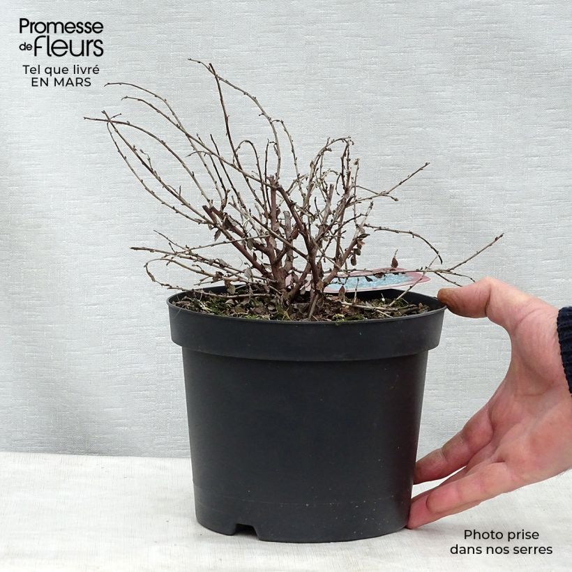 Ceanothus Edinburgh Vaso da 2L/3L esemplare consegnato in primavera