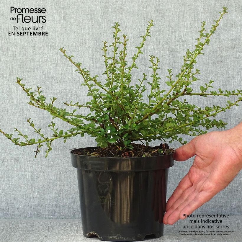Esemplare di Ceanothus Edinburgh Vaso da 2L/3L come consegnato in autunno