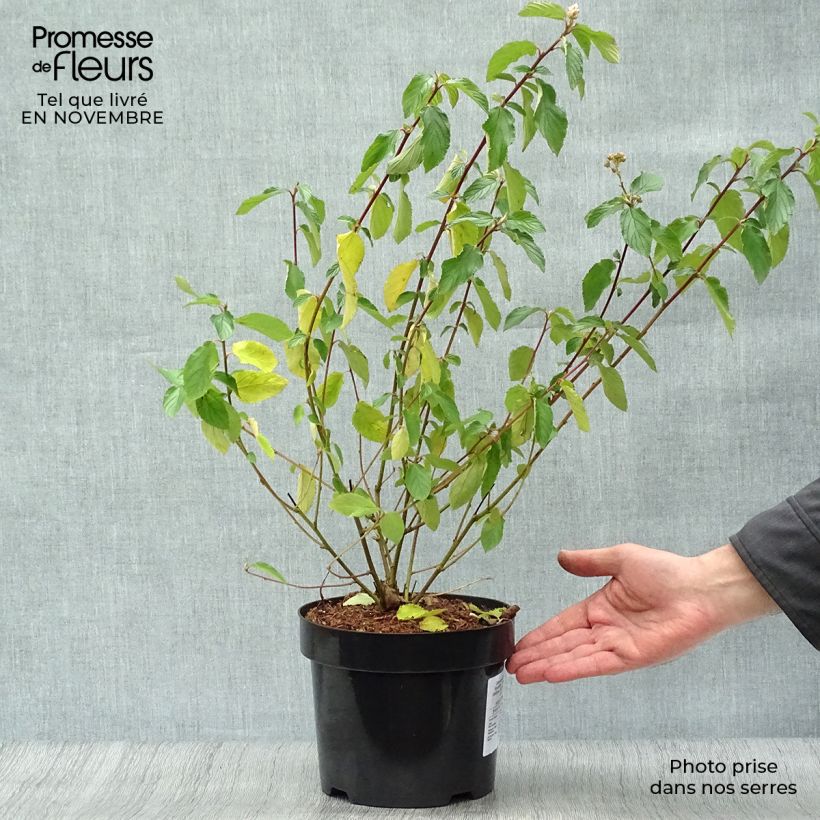 Esemplare di Ceanothus delilianus Gloire de Versailles Vaso da 3L/4L come consegnato in autunno
