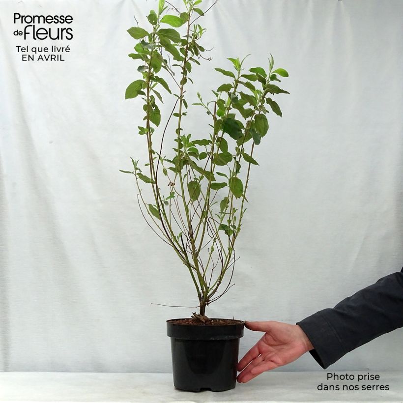 Ceanothus delilianus Gloire de Versailles Vaso da 3L/4L esemplare consegnato in primavera