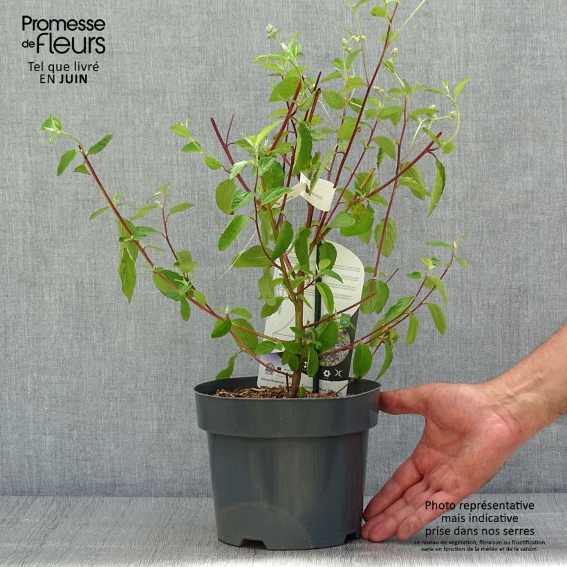 Esemplare di Ceanothus delilianus Henri Desfossé Vaso da 2L/3L consegnato in estate