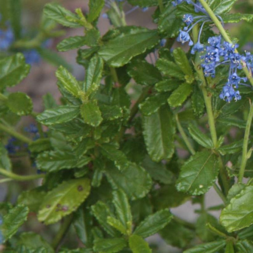 Ceanothus foliosus Italian Skies (Fogliame)