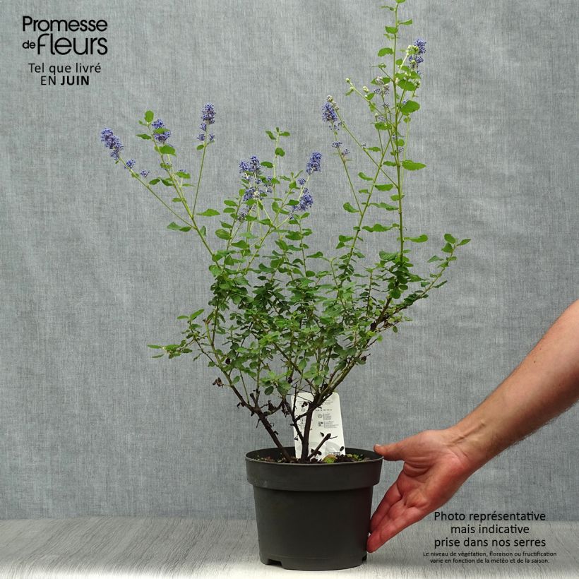Esemplare di Ceanothus foliosus Italian Skies Vaso da 2L/3L consegnato in estate