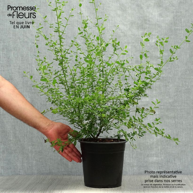 Esemplare di Ceanothus foliosus Italian Skies Vaso da 4L/5L consegnato in estate